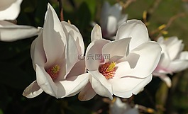 郁金香 玉蘭,開花,白