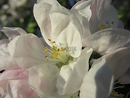 蘋果花,開花,白