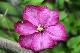 花,粉紅色,自然