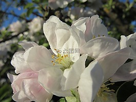 蘋果花,開花,白