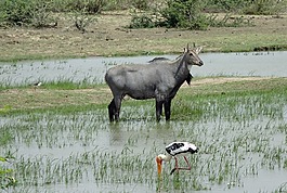动物,野生,nilgai