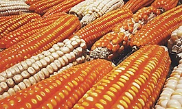 蔬菜,玉米,食品