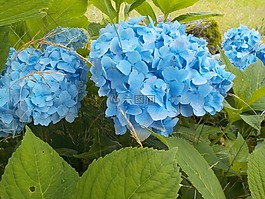 繡球花,花,性質(zhì)