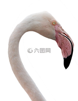 弗拉明戈,水禽,條例草案