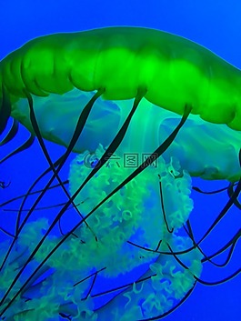 海蜇,魚,海洋
