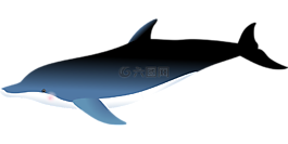 海豚,海,魚