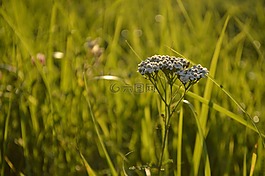 夏季,草,傘