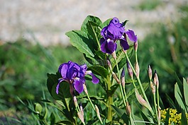 花,虹膜,紫