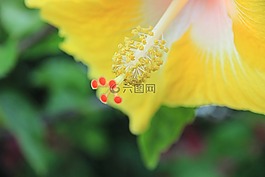 開花,雌蕊,花粉
