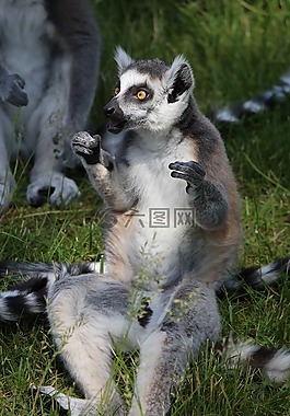 環(huán)尾狐猴,狐猴,靈長目動物