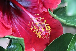 開花,雌蕊,花粉