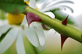 花,雛菊,自然