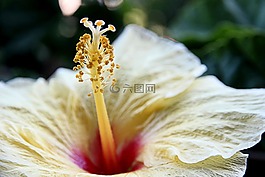 開花,雌蕊,花粉