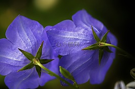 藍色,綠色,花