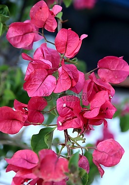 花,開花,關(guān)閉