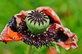紅色,綠色,花