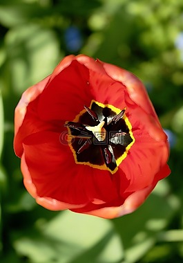郁金香,紅色,花