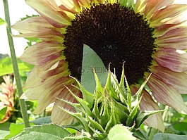 太陽花,素食,花