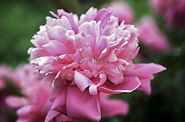 花,粉紅色,自然