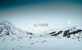 樹,植物,自然