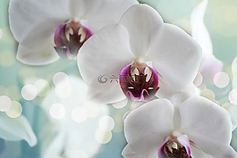 蘭花,白,花