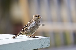 麻雀,女性,鳥