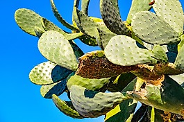 花椒梨,仙人掌,植物脂肪