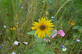 花,太陽花,花園