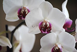 蘭花,白,花