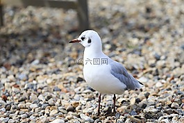 地中海鷗,海鳥,白