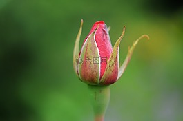 玫瑰,花,粉紅色
