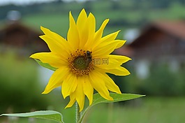 花,太陽花,蜜蜂