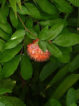 樹開花,異國情調(diào),性質(zhì)