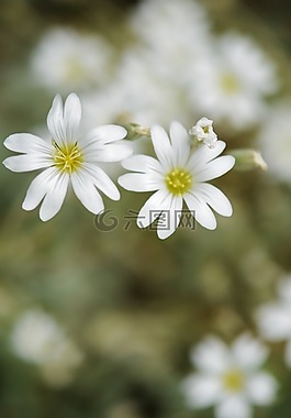 白,花,自然