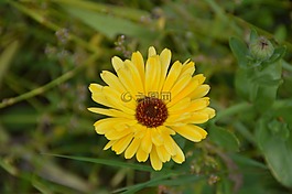 萬壽菊,花,花園