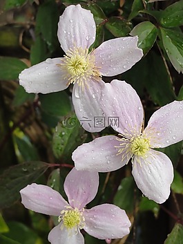 花,蒙大拿州,鐵線蓮