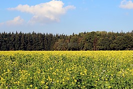 油菜籽場,森林,天空