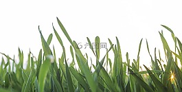 草,孤立,性質(zhì)