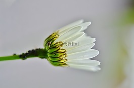 花,雛菊,自然
