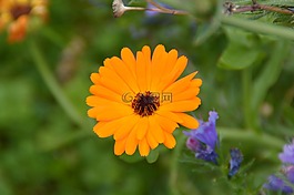 萬壽菊,花,花園
