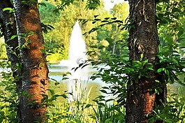 公園,樹,池