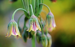 粉紅色,綠色,花