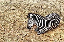 斑馬,動物,野生動物