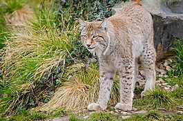 猞猁,貓科動物,哺乳動物