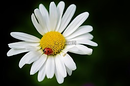 雛菊,花,自然
