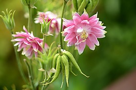 粉紅色,綠色,花