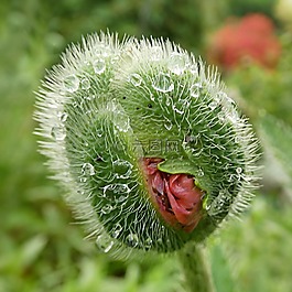 花,罌粟,春花