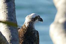 鳥,魚鷹,鷹