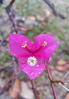 植物區(qū)系,粉紅色,花