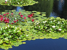 水百合,湖,水生植物